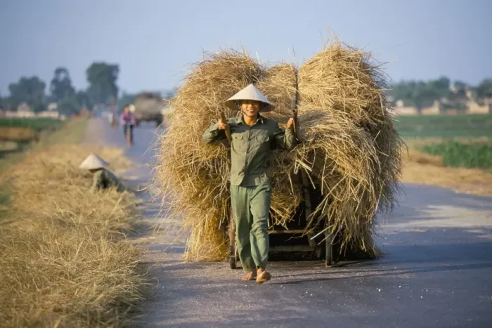 Framed Print : Man with freshly harvested rice on cart in the ricefields Framed Print : Man with freshly harvested rice on cart in the ricefields