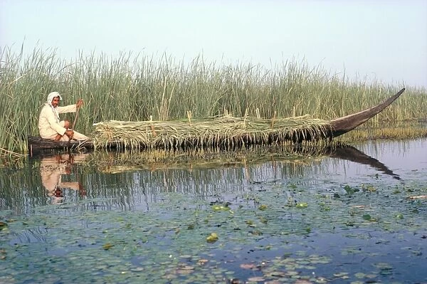 Man gathering reeds