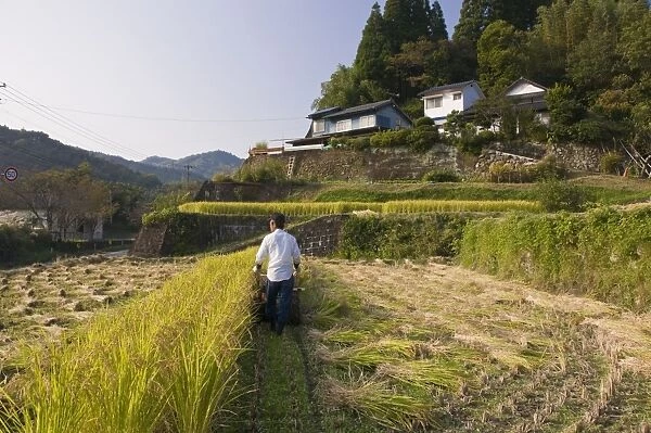 Man harvesting rice by machine in small terraced rice fields near Oita