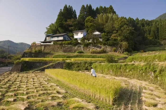 Framed Print : Man harvesting rice by machine in small terraced rice fields near Oita Framed Print : Man harvesting rice by machine in small terraced rice fields near Oita