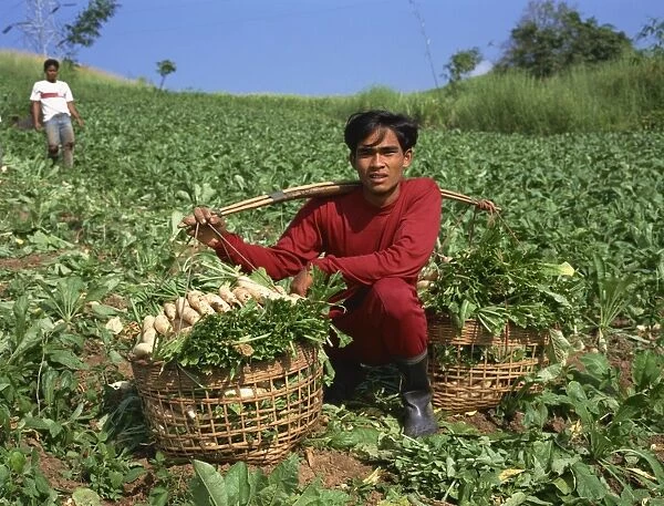 Man harvesting turnips from a field at a farm at Phisanolok
