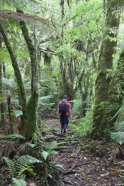 Man hiking through forest on Kauaeranga Kauri Trail, Thames, Coromandel Peninsula, Waikato, North Island, New Zealand, Pacific