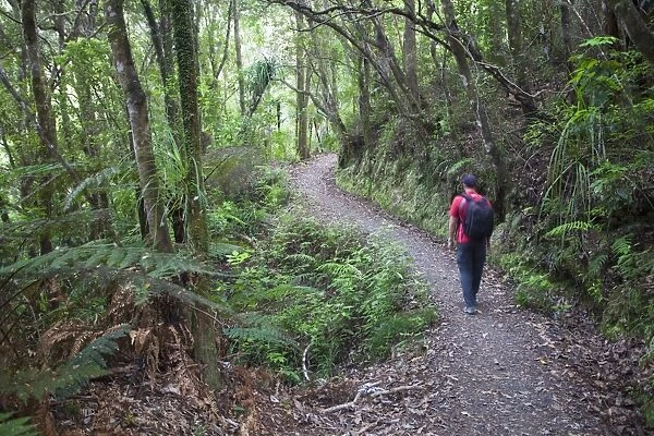 Man hiking on Waiomu Kauri Grove trail, Thames, Coromandel Peninsula, Waikato, North Island, New Zealand, Pacific