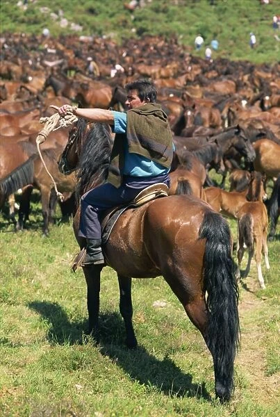 Man on horseback in the Curros Festival when wild horses