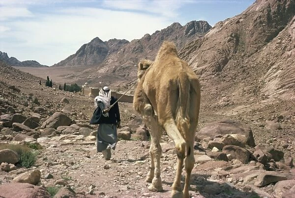Man leading camel, near St. Catherines Monastery, Sinai, Egypt, North Africa, Africa