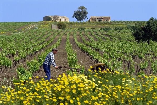 Man with machine cultivating the vines in spring in