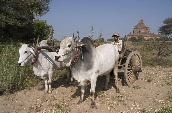 Man in ox cart, and Htilominlo Pahto in the background, Bagan (Pagan), Myanmar (Burma), Asia