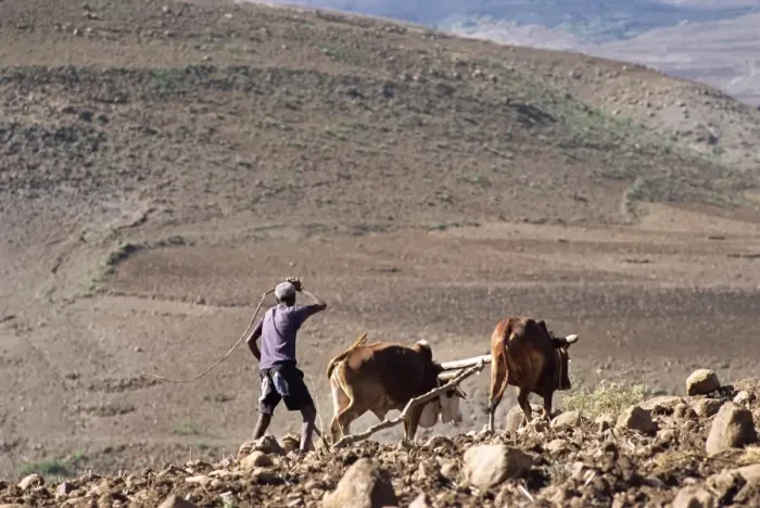 Framed Print : Man ploughing with animals on rough ground, Lasta Valley, Wollo region, Ethiopia, Africa Framed Print : Man ploughing with animals on rough ground, Lasta Valley, Wollo region, Ethiopia, Africa