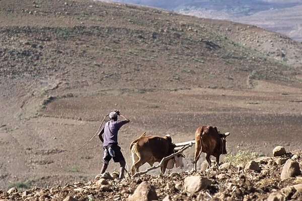 Man ploughing with animals on rough ground, Lasta Valley, Wollo region, Ethiopia, Africa