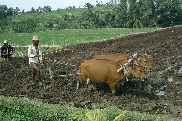 Man ploughing a field with two bullocks on Bali