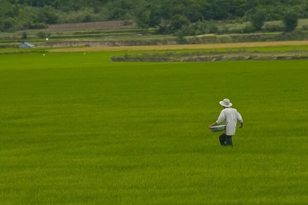 Man in a rice paddy, Vietnam, Indochina, Southeast Asia, Asia