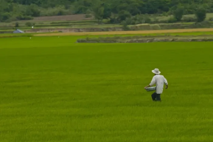 Framed Print : Man in a rice paddy, Vietnam, Indochina, Southeast Asia, Asia Framed Print : Man in a rice paddy, Vietnam, Indochina, Southeast Asia, Asia