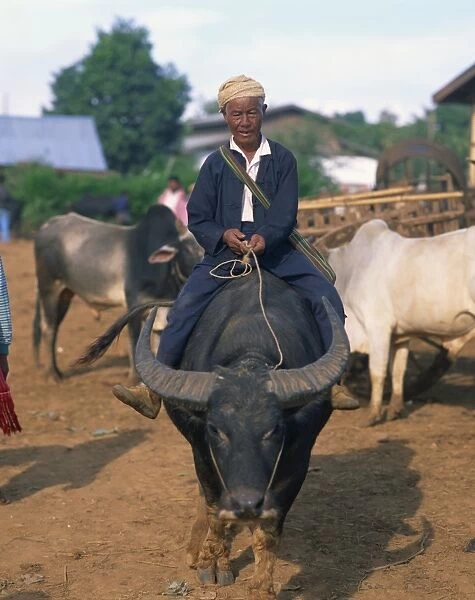 Man riding a buffalo home from market, Shan State, Myanmar (Burma), Asia