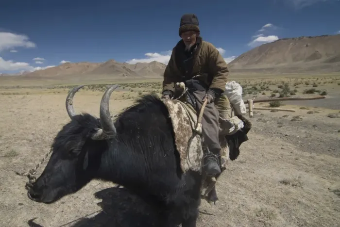 Framed Print : Man riding a yak, Pamir Highway, Tajikistan, Central Asia, Asia Framed Print : Man riding a yak, Pamir Highway, Tajikistan, Central Asia, Asia