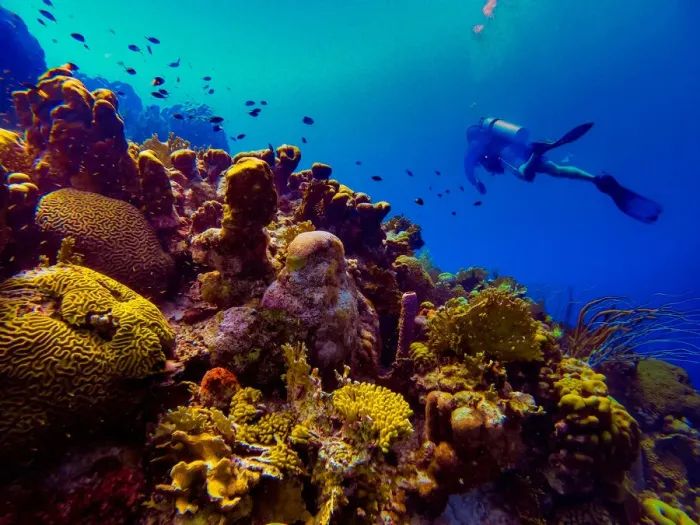 Framed Print : Man scuba diving while exploring the coral reefs of Bonaire, Netherlands Antilles Framed Print : Man scuba diving while exploring the coral reefs of Bonaire, Netherlands Antilles