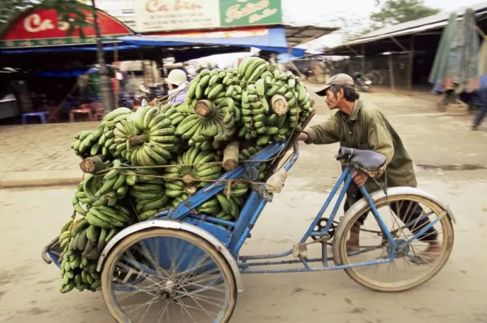 Framed Print : Man transporting bananas on cyclo Framed Print : Man transporting bananas on cyclo
