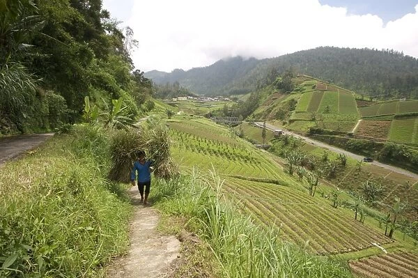 Man walking carrying heavy bundles of rice straw past fertile smallholdings full of vegetables on the slopes central Java, Indonesia, Southeast Asia, Asia