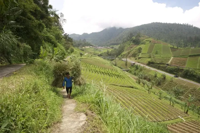 Framed Print : Man walking carrying heavy bundles of rice straw past fertile smallholdings full of vegetables on the slopes central Java, Indonesia, Southeast Asia, Asia Framed Print : Man walking carrying heavy bundles of rice straw past fertile smallholdings full of vegetables on the slopes central Java, Indonesia, Southeast Asia, Asia