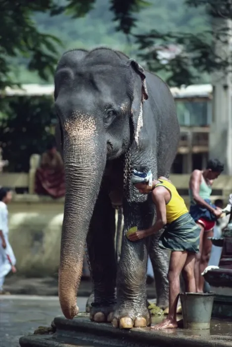 Framed Print : Man washing working elephant Framed Print : Man washing working elephant