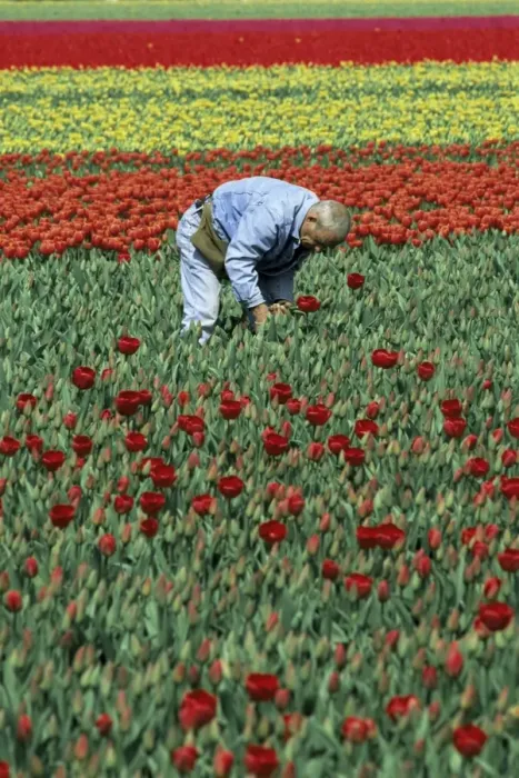 Framed Print : Man working in tulip fields Framed Print : Man working in tulip fields