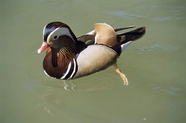 Mandarin duck, male, Burford, Oxfordshire, England, United Kingdom, Europe
