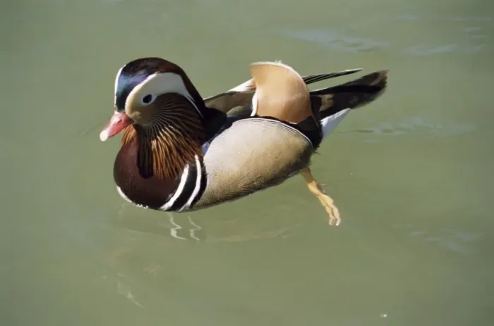 Framed Print : Mandarin duck, male, Burford, Oxfordshire, England, United Kingdom, Europe Framed Print : Mandarin duck, male, Burford, Oxfordshire, England, United Kingdom, Europe