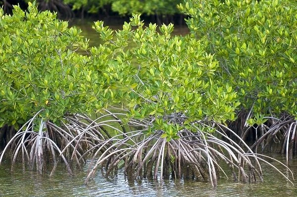 Mangrove forest in Buena Vista UNESCO Biosphere Reserve, Buena Vista Bay
