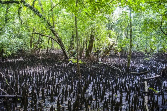 Framed Print : Mangrove roots on Carp island, Rock islands, Palau, Central Pacific, Pacific Framed Print : Mangrove roots on Carp island, Rock islands, Palau, Central Pacific, Pacific