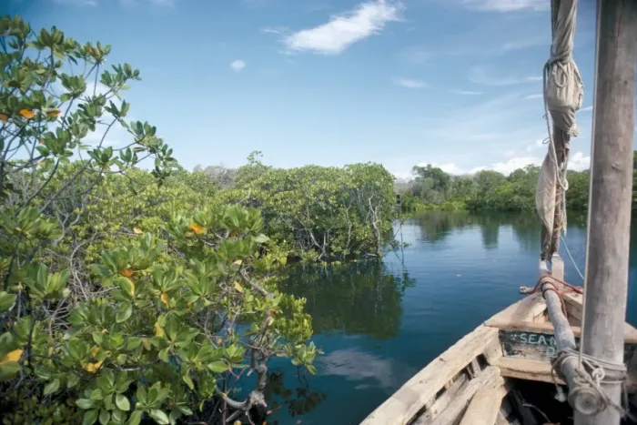 Framed Print : Mangrove swamp Framed Print : Mangrove swamp