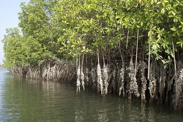 Mangrove swamps with oysters growing up the roots, Makasutu, Gambia, West Africa, Africa