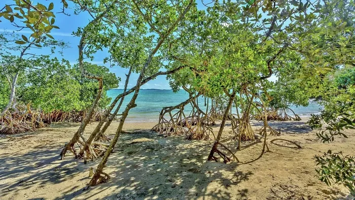Framed Print : Mangrove trees on the beach at Blue Hole Park, Bermuda