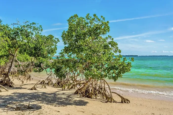 Framed Print : Mangrove trees on the beach at Blue Hole Park, Bermuda Framed Print : Mangrove trees on the beach at Blue Hole Park, Bermuda