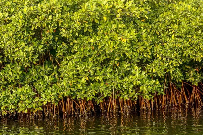 Framed Print : Mangrove on a waterway in Saloum, Senegal, West Africa, Africa Framed Print : Mangrove on a waterway in Saloum, Senegal, West Africa, Africa