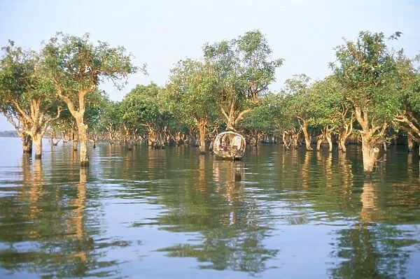 Mangroves at end of Lake Tonle Sap, near Siem Reap, Cambodia, Indochina