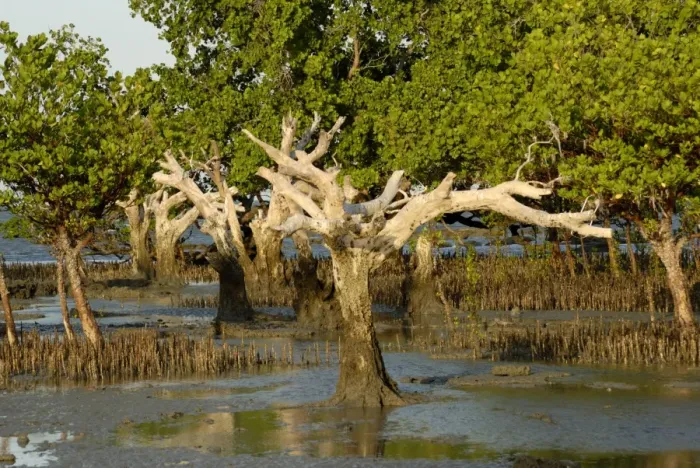 Framed Print : Mangroves, Sand Island, Tanzania, East Africa, Africa Framed Print : Mangroves, Sand Island, Tanzania, East Africa, Africa