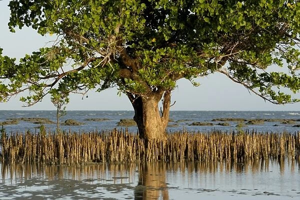 Mangroves, Sand Island, Tanzania, East Africa, Africa