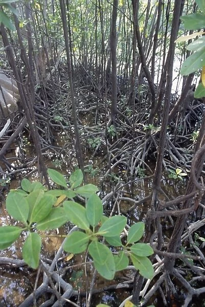 Mangroves, south coast
