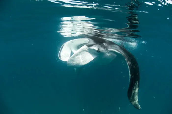 Framed Print : Manta ray (Manta birostris) feeding on zooplankton by extending its cephalic lobes, Quintana Roo, Mexico, North America Framed Print : Manta ray (Manta birostris) feeding on zooplankton by extending its cephalic lobes, Quintana Roo, Mexico, North America