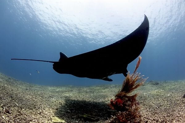 Manta ray over rubble reef, Komodo, Indonesia, Southeast Asia, Asia