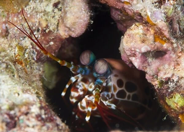 Mantis shrimp (Gonodactylus sp. ), a hole dwelling crustacean, Queensland, Australia