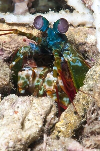 Mantis shrimp (Odontodactylus scyllarus), Sulawesi, Indonesia, Southeast Asia, Asia