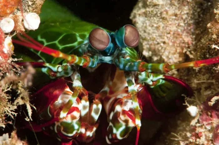 Framed Print : Mantis shrimp (Odontodactylus scyllarus), Sulawesi, Indonesia, Southeast Asia, Asia Framed Print : Mantis shrimp (Odontodactylus scyllarus), Sulawesi, Indonesia, Southeast Asia, Asia
