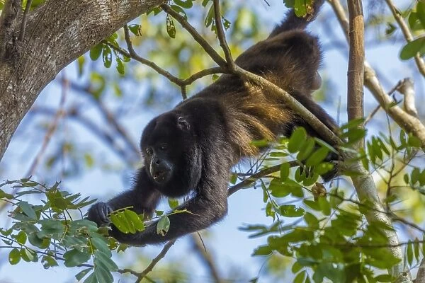 A Mantled Howler Monkey (Alouatta palliata), known for its call, eating leaves in tree; Nosara, Guanacaste Province, Costa Rica, Central America