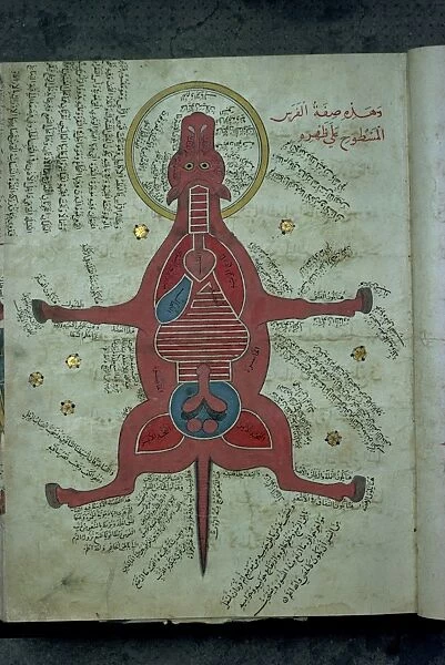 Manuscript showing anatomy of an animal