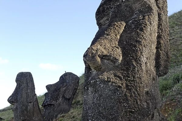 Maoi in the Rano Raraku volcanic crater formed of consolidated ash (tuf)
