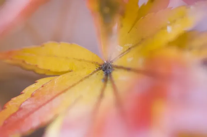 Framed Print : Maple leaves