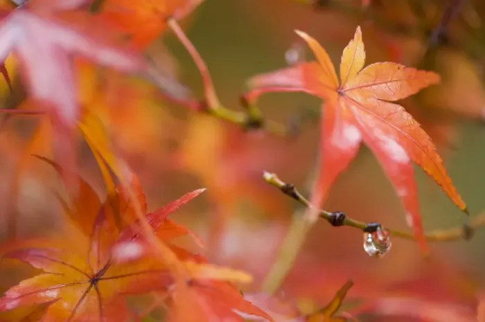 Framed Print : Maple leaves Framed Print : Maple leaves