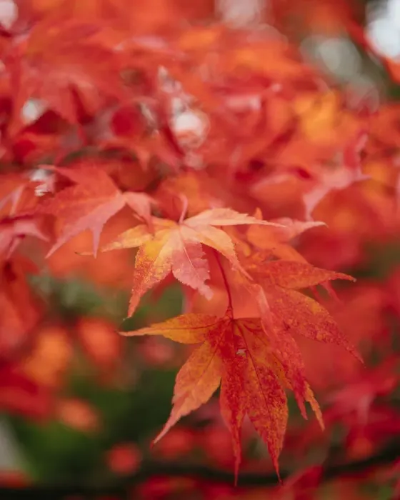 Framed Print : Maple leaves during Autumn, Rydal Mount, Rydal, Lake District, Cumbria, England Framed Print : Maple leaves during Autumn, Rydal Mount, Rydal, Lake District, Cumbria, England