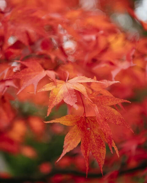 Maple leaves during Autumn, Rydal Mount, Rydal, Lake District, Cumbria, England