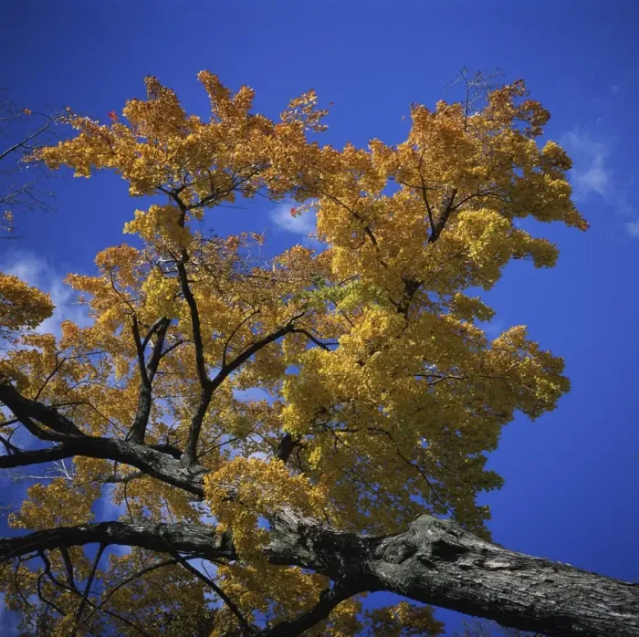 Framed Print : Maple tree in fall colours at Chautauqua Institution Framed Print : Maple tree in fall colours at Chautauqua Institution